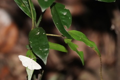 Scopula propinquaria