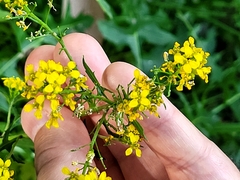 Sisymbrium austriacum