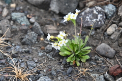 Arabidopsis lyrata petraea