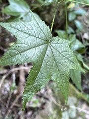 Hibiscus surattensis