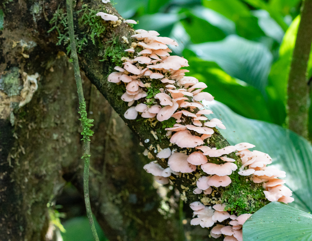 Pleurotus djamor · July 2022 · photo: © marcia_martins (iNaturalist, cc-by)