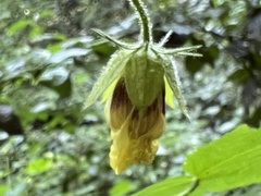 Hibiscus surattensis
