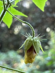Hibiscus surattensis