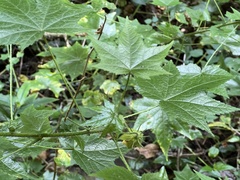 Hibiscus surattensis