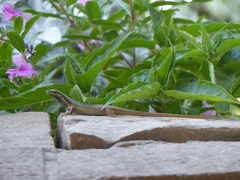 Trachylepis quinquetaeniata