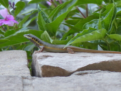 Trachylepis quinquetaeniata