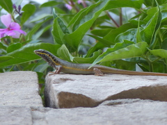 Trachylepis quinquetaeniata