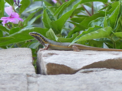 Trachylepis quinquetaeniata