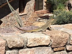 Oplurus quadrimaculatus