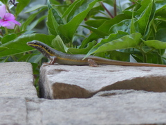 Trachylepis quinquetaeniata
