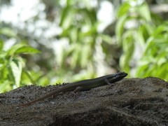 Trachylepis quinquetaeniata