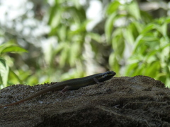 Trachylepis quinquetaeniata