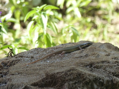 Trachylepis quinquetaeniata
