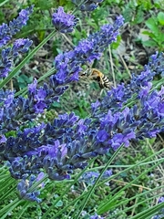 Amegilla garrula