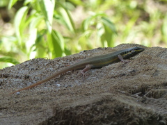 Trachylepis quinquetaeniata