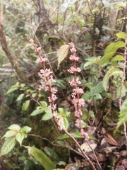 Oreocnide