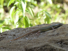 Trachylepis quinquetaeniata