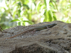 Trachylepis quinquetaeniata