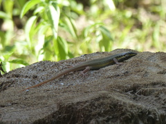 Trachylepis quinquetaeniata