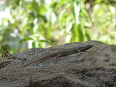 Trachylepis quinquetaeniata