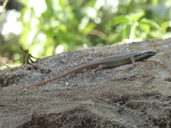 Trachylepis quinquetaeniata