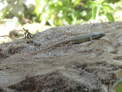 Trachylepis quinquetaeniata
