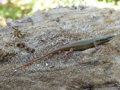 Trachylepis quinquetaeniata