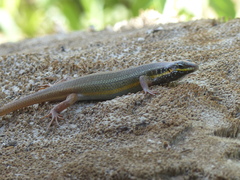 Trachylepis quinquetaeniata