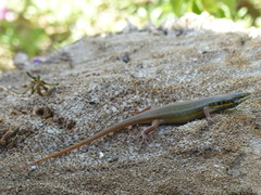 Trachylepis quinquetaeniata