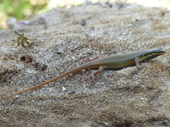 Trachylepis quinquetaeniata