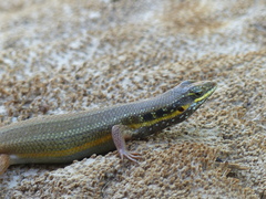 Trachylepis quinquetaeniata