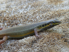 Trachylepis quinquetaeniata
