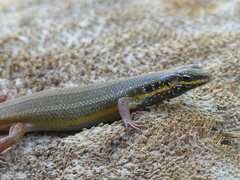Trachylepis quinquetaeniata