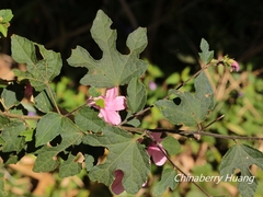 Urena procumbens