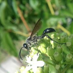 Isodontia