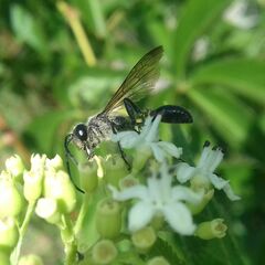 Isodontia