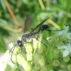 Isodontia