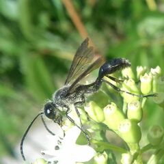 Isodontia