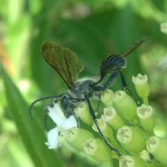 Isodontia