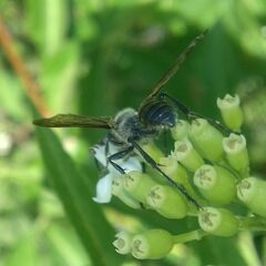 Isodontia