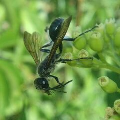 Isodontia