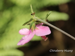 Urena procumbens