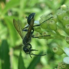 Isodontia