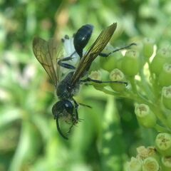 Isodontia