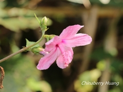 Urena procumbens