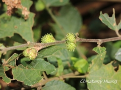 Urena procumbens