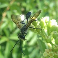 Isodontia