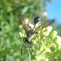 Isodontia