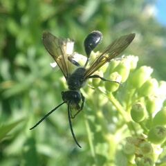 Isodontia