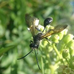 Isodontia